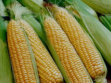 sweet corn 04 - 230x173